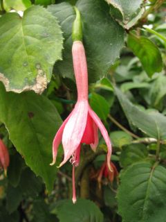 Fuchsienbild Pauls Tante 02